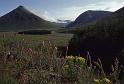 RWT 0345 354-08 UK Scotland Highlands Flowers